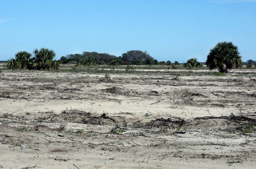 Project To Restore Devil S Garden To Natural State The Seminole