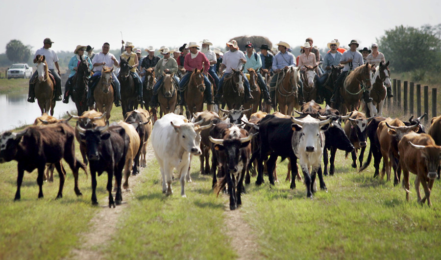 Cattle Drive10