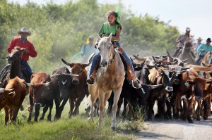Cattle Drive01