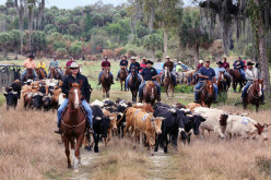 Smith Family Cattle Drive27