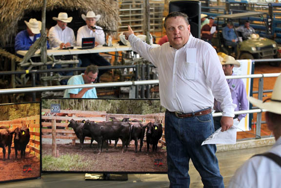 Richard Hood, of American Marketing Services, hustles as he handles the high-energy auction floor Oct. 10 during the Cattle Country Replacement Female Sale at Fred Smith Rodeo Arena in Brighton.