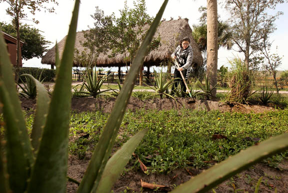 Ahfachkee ninth-grader Zoey Puente tills a line of edible aloe plants at the school’s Elaponke class garden in Billie Swamp Safari. The garden provides an outdoor classroom environment for learning Seminole culture and the language of the Tribe’s ancestors.  
