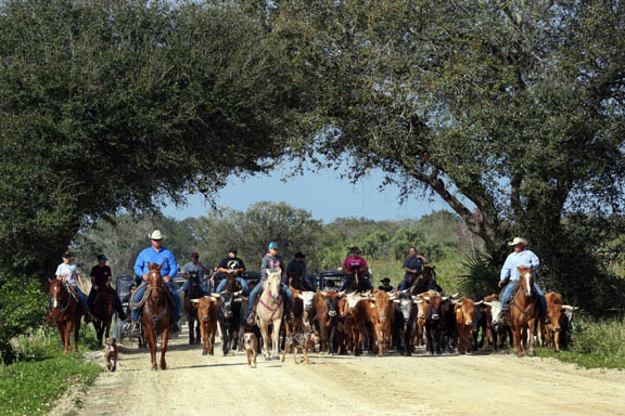 A herd of 68 cattle and its entourage trek through the back roads of Brighton Feb. 20 during the fourth annual Smith Family Cattle Drive & Ranch Rodeo. The event honors the Smith family patriarchs’ contributions in the cattle industry and their lives in public service. 
