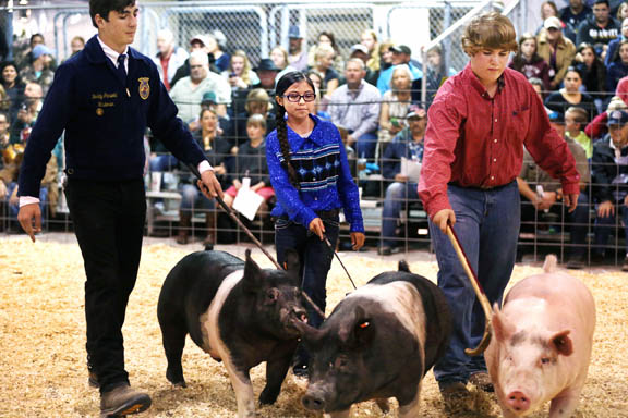 Illiana Robbins, center, maneuvers her hog in the show ring at the South Florida Fair hog show and sale in West Palm Beach.