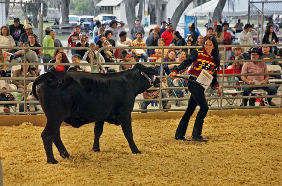 Ahnie Jumper leads her Grand Champion yearling heifer around the show ring during the 4-H show March 10 in Brighton. The 16-year-old has plans to take over her grandfather Junior Cypress’ cattle brand in Big Cypress.