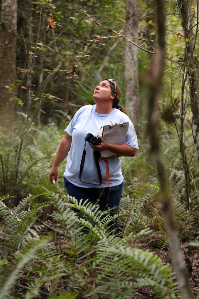 ERMD biological technician Mandy D’Andrea looks up in the trees for evidence of bird or bat roosting places while on a home site inspection in Big Cypress Nov. 14. (Beverly Bidney photo)