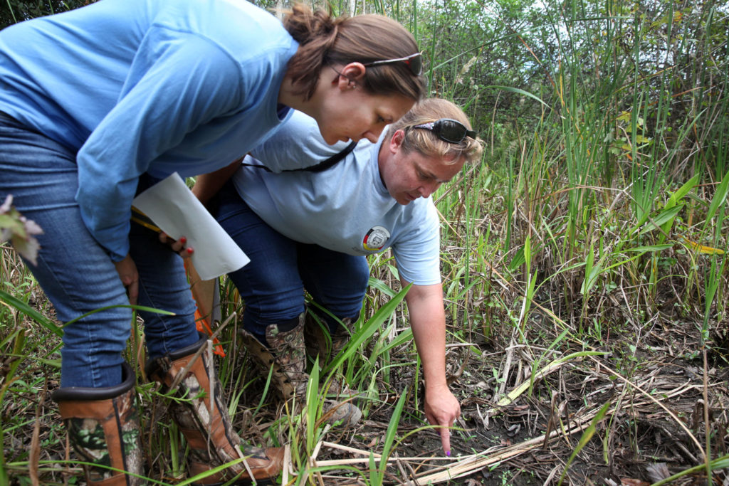 ERMD biological technician Mandy D’Andrea, right, and ERMD wildlife biologist Pauline Campi work on the Big Cypress Reservation during a home site inspection Nov. 14. (Beverly Bidney photo)