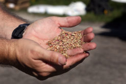 Aaron Stam shows a handful of various types of grass seeds before planting four types of cool weather grass on a 20 acre parcel at the Brighton feedlot Nov 1. (Beverly Bidney photo)