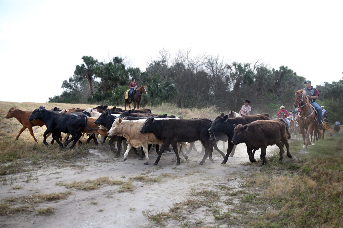 Smith cattle drive 12
