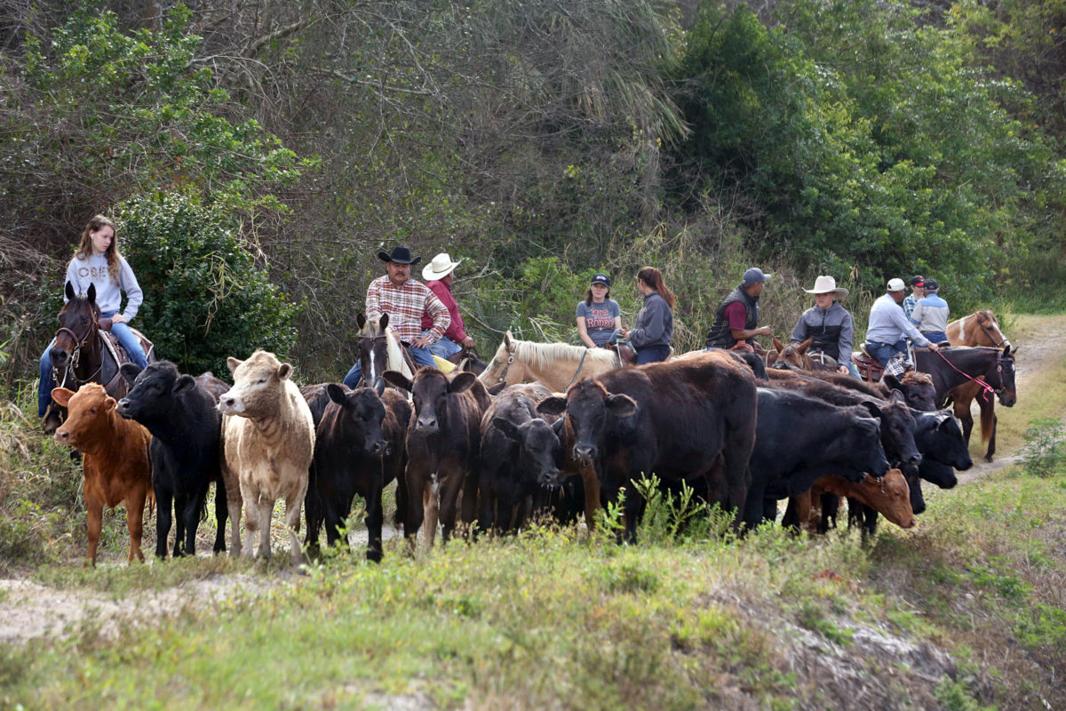 Smith cattle drive 13
