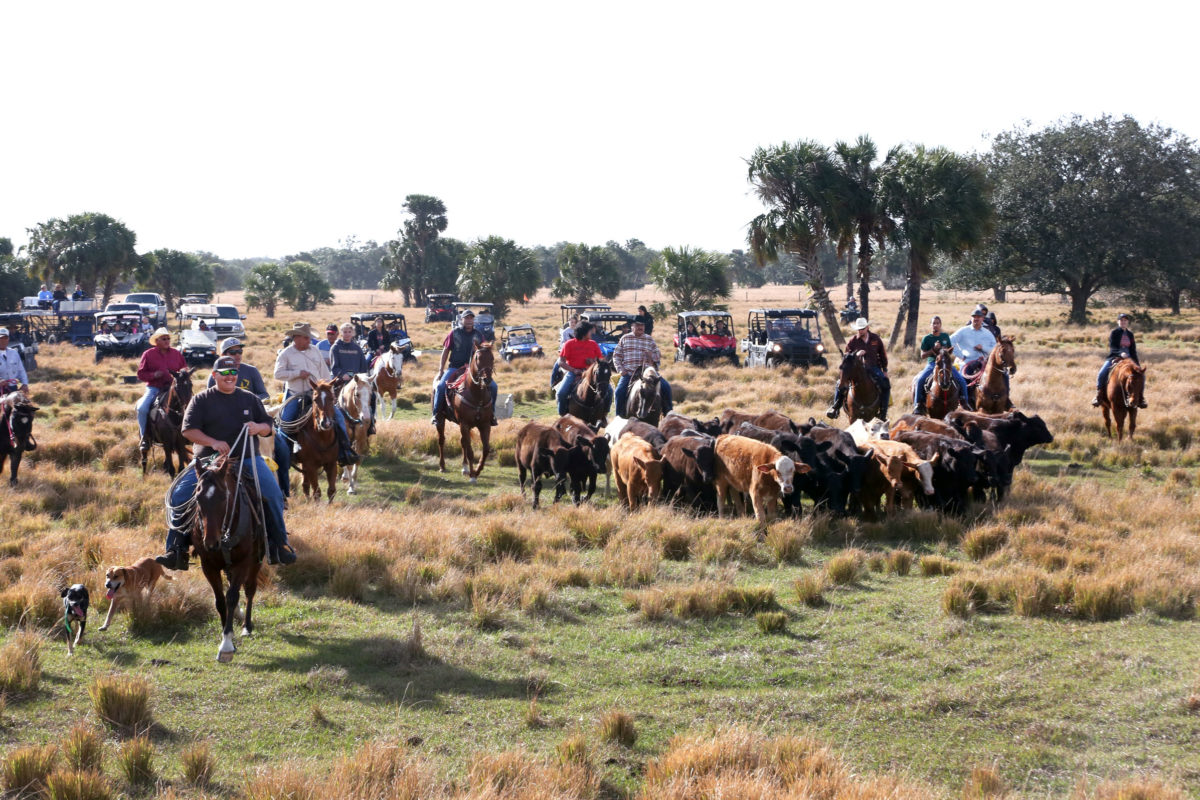 Smith cattle drive 14