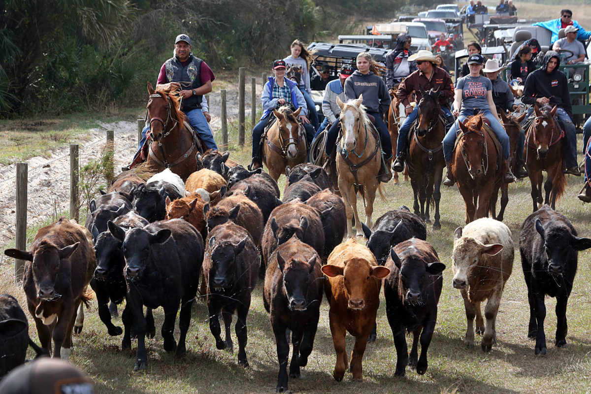 Smith cattle drive 19