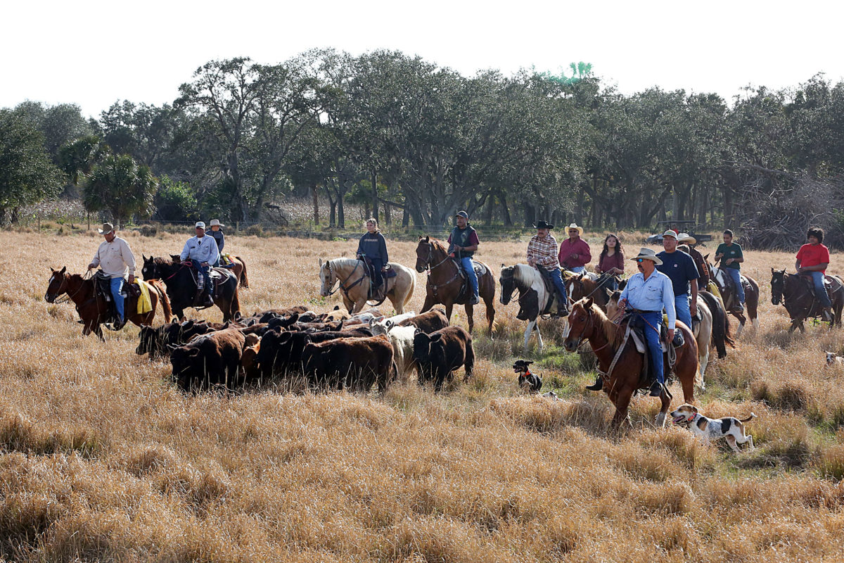 Smith cattle drive 2