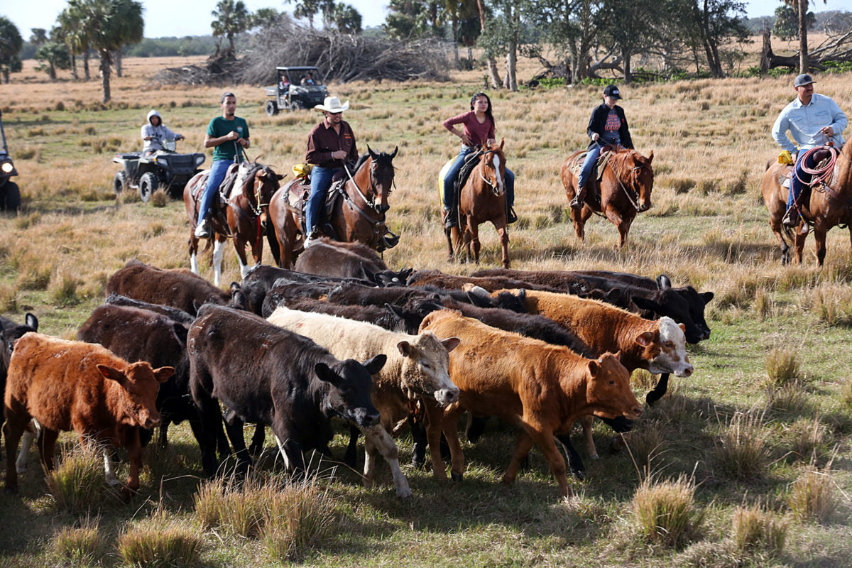 Smith cattle drive 3