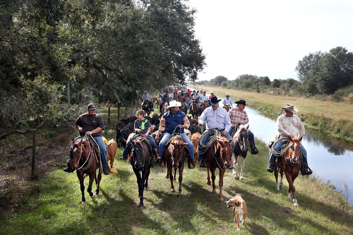 Smith cattle drive 6