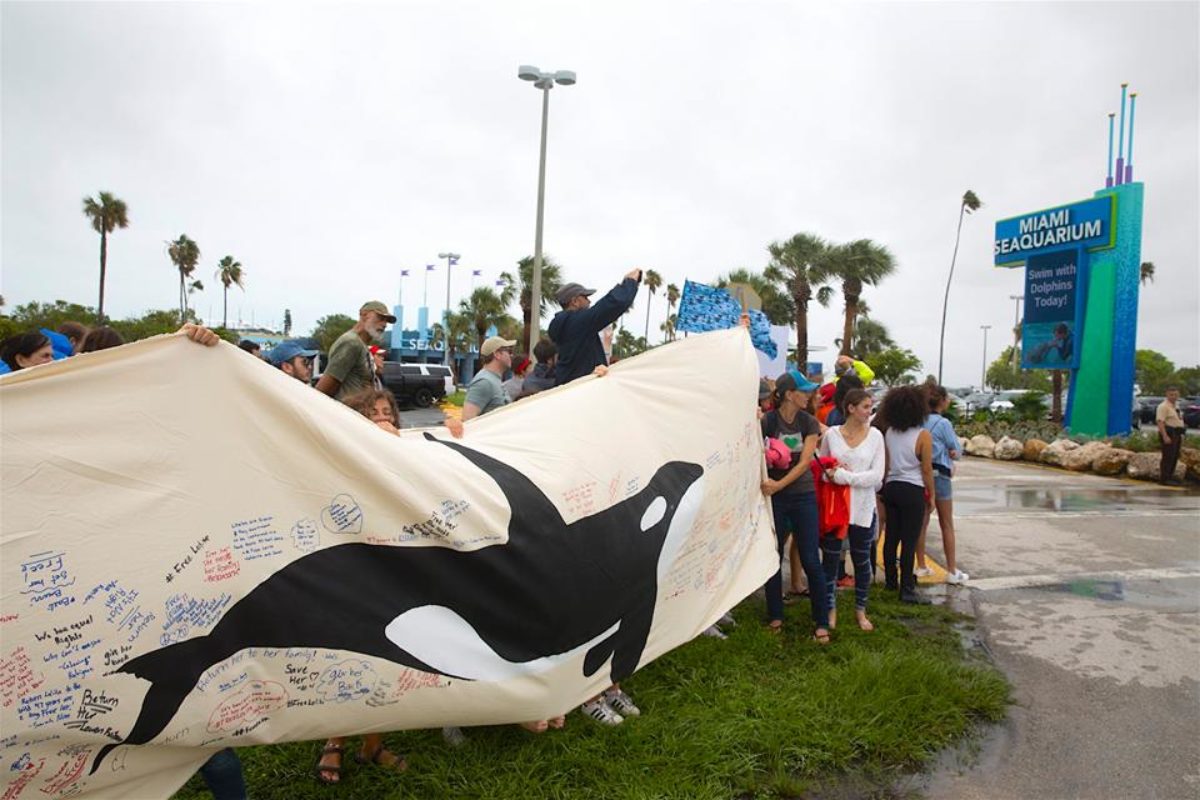 Supporters arrive at the Miami Seaquarium in late May with a canvas featuring messages to Lolita. The Lummi Nation and its supporters went to demand Lolita’s release. (Courtesy Lummi Nation Councilmember Fred Lane)