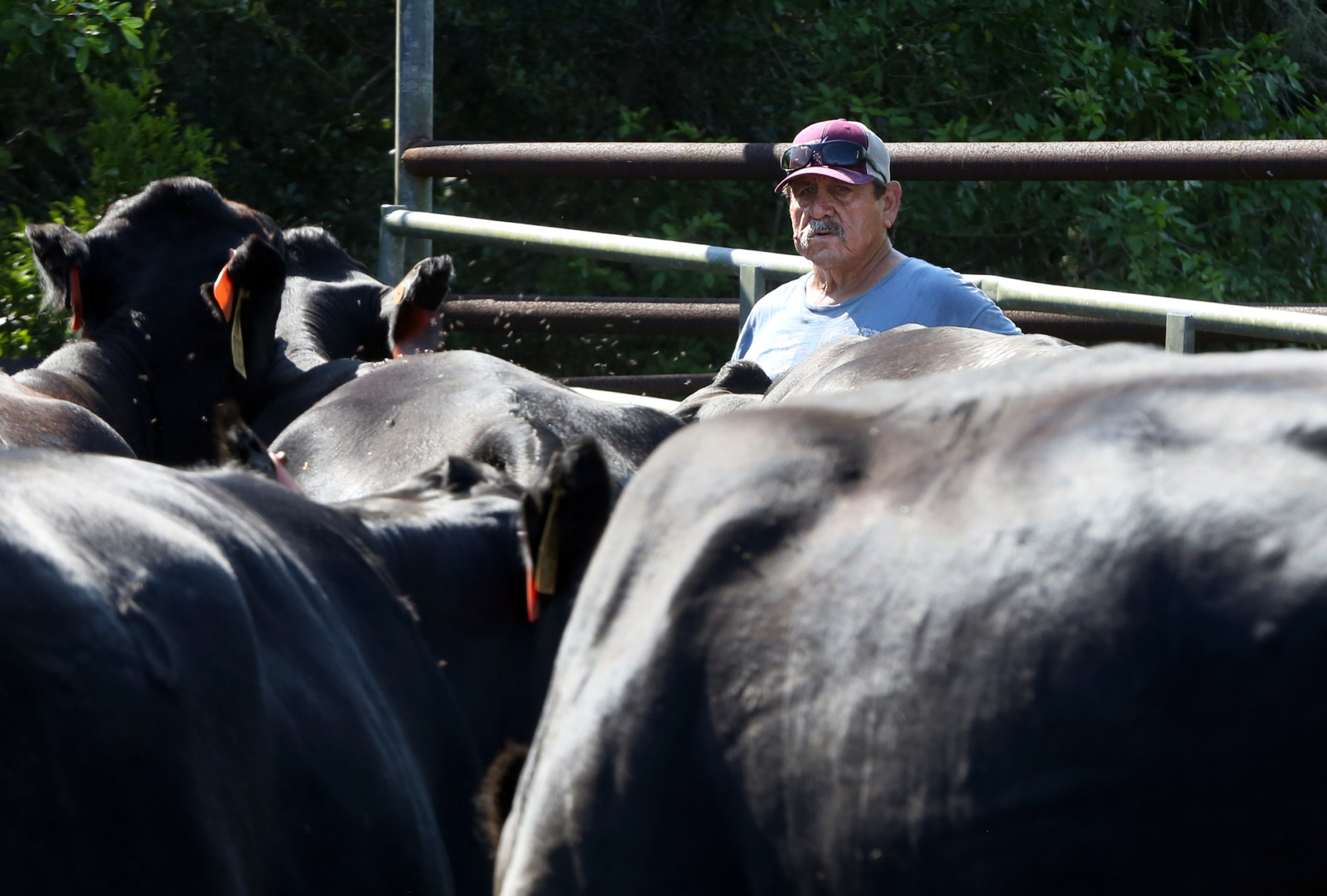 Calf shipping plays big role in family bonding for Jumpers • The