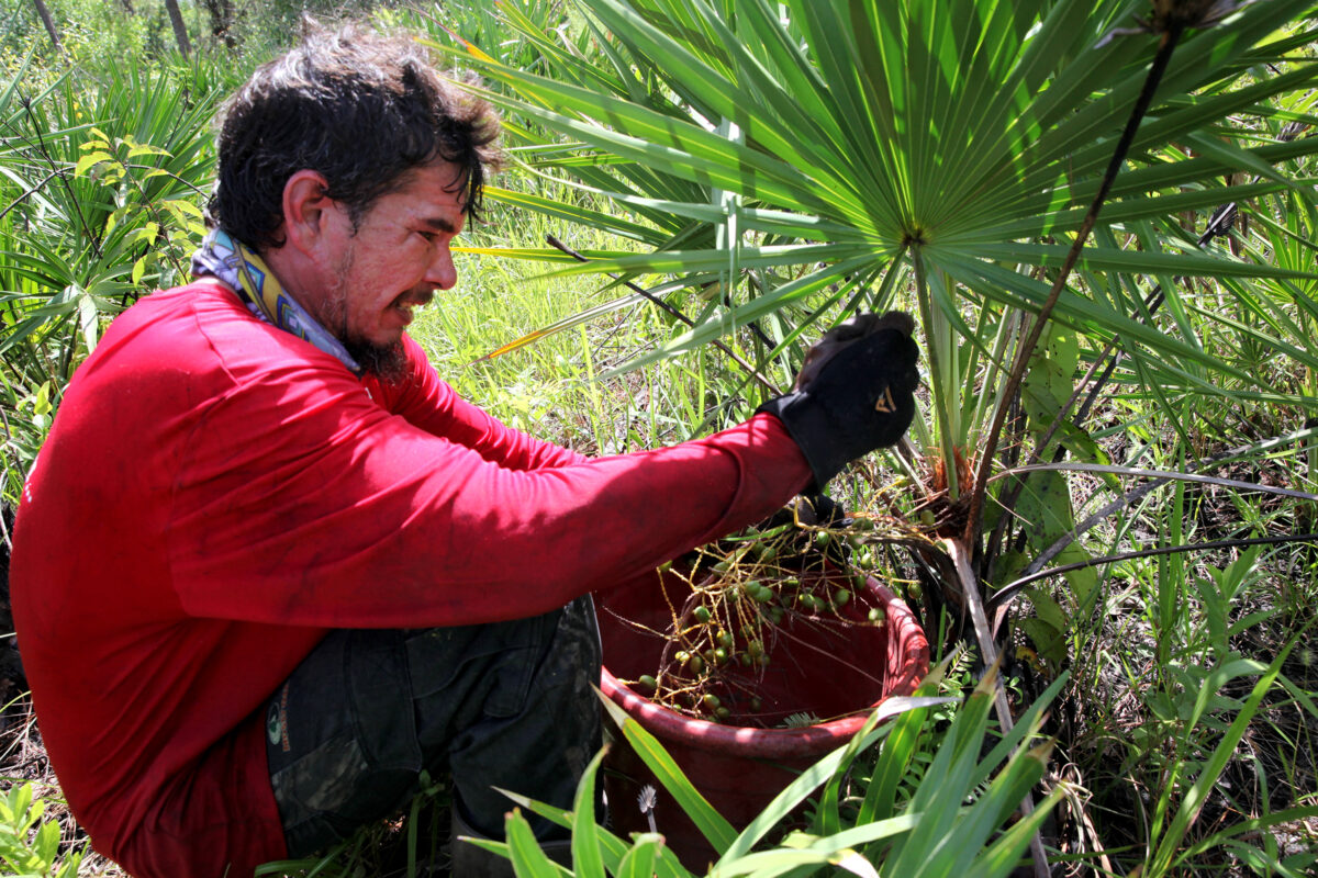 Tribal members’ hard work reaps benefits during saw palmetto berry