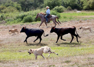 With help from his cattle dogs, Big Cypress cattle foreman Andre Jumper gets these cows back to the herd on their way to the rodeo arena.